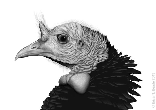 City Animals: Co-curators: Julie Croston Michelle Lougee